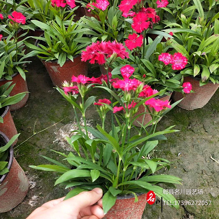 石竹花价格_中国石竹花基地_欧石竹花批发价_石竹花杯苗图片_郫县名川园艺场