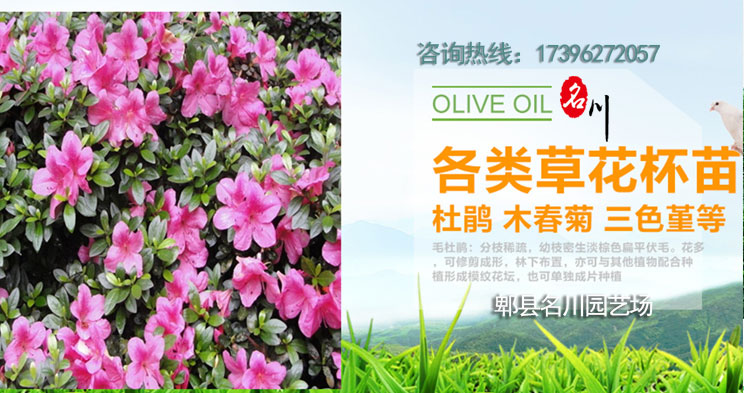 郫县草花批发市场_杜鹃价格_花境植物批发_石竹花价格_郫县名川园艺场17396272057