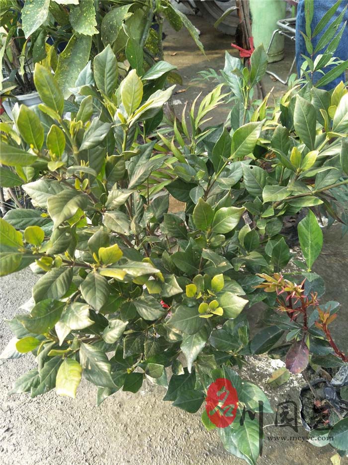 四季桅子花