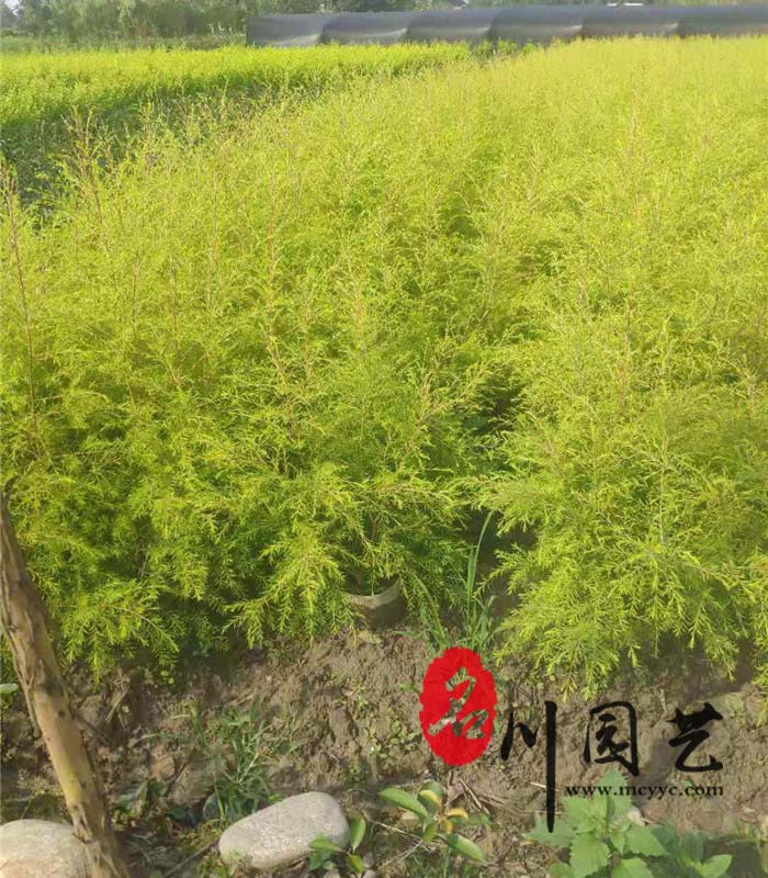 千层金