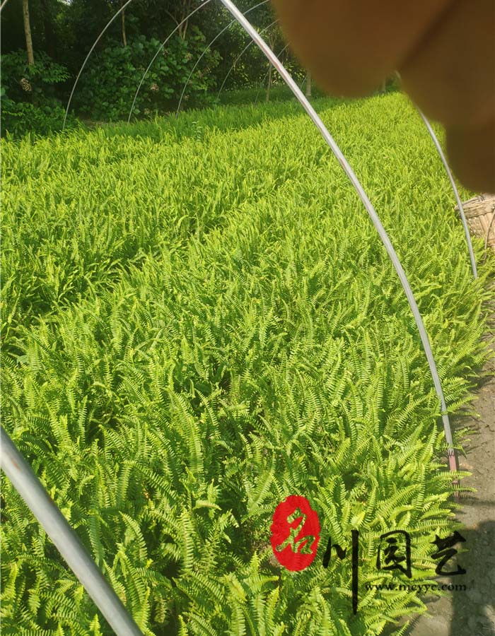 肾蕨