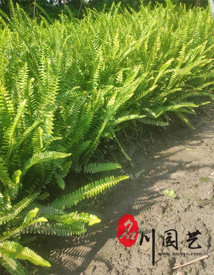 肾蕨