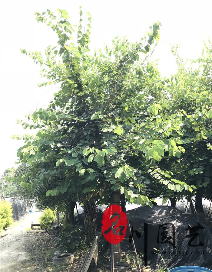 羊蹄甲