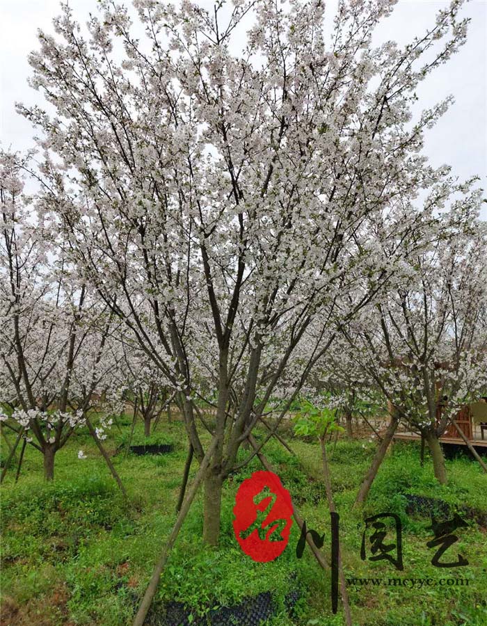 早樱