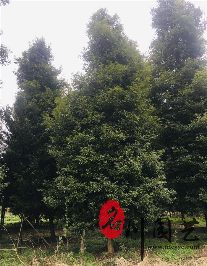 桢楠