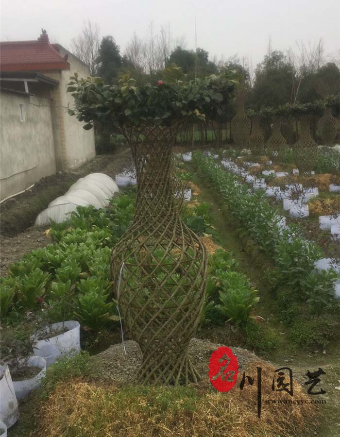 茶花花瓶
