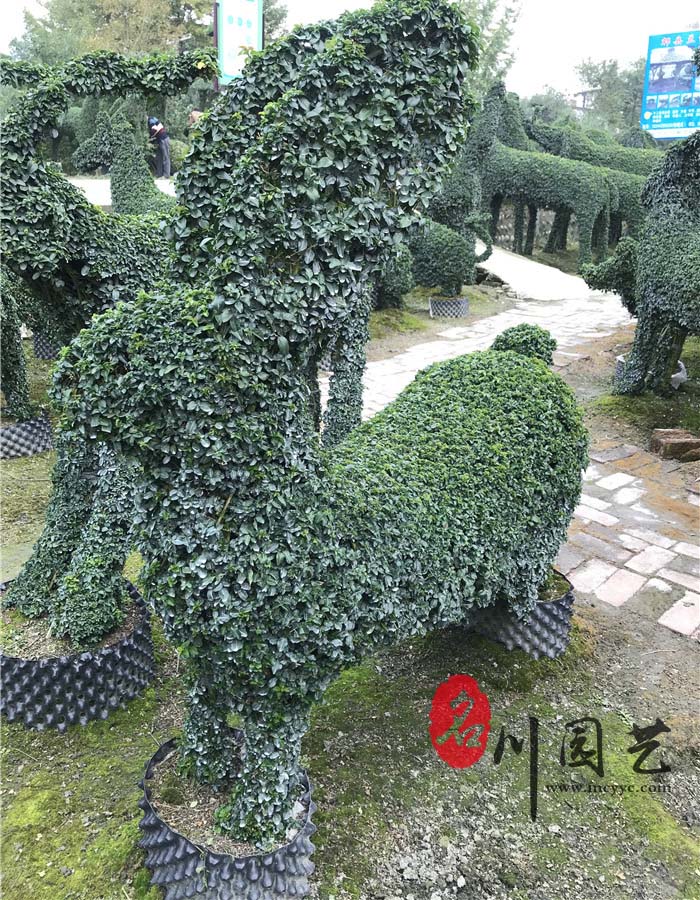 小叶女贞造型