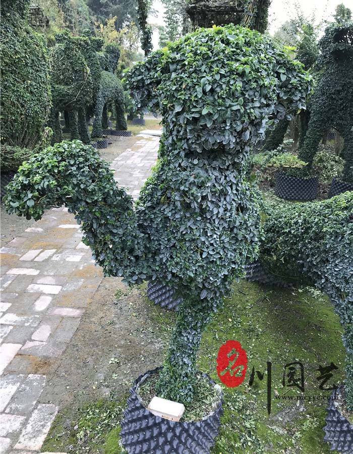 小叶女贞造型
