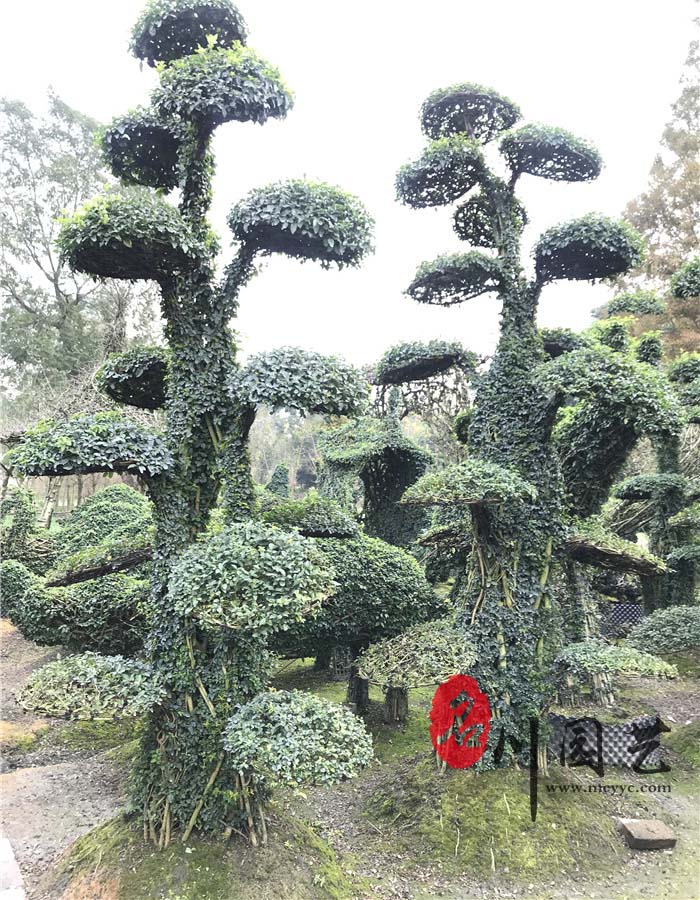 小叶女贞造型
