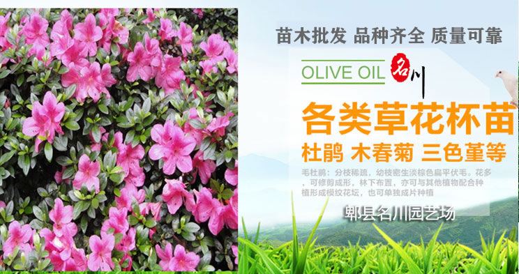 郫县草花批发市场_杜鹃价格_花境植物批发_石竹花价格_郫县名川园艺场173-9627-2073